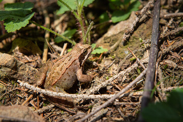 Laubfrosch im Wald