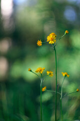 Little forest flowers