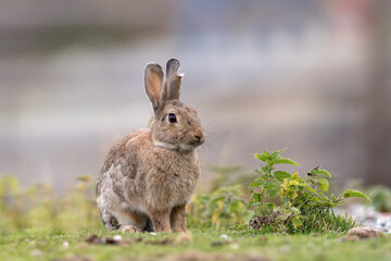 Rabbit with a damaged ear sitting in the grass outdoors