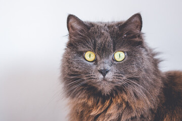 Gray british cat with open eyes