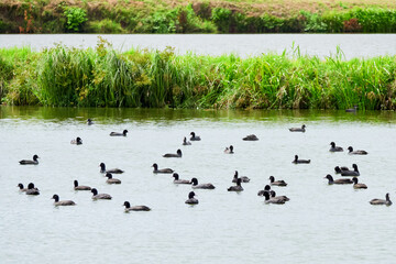 Eurasian Coot birds on the lake ( Fulica Atra )	