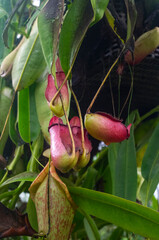 Roślina tropikalna dzbanecznik © Asfodel