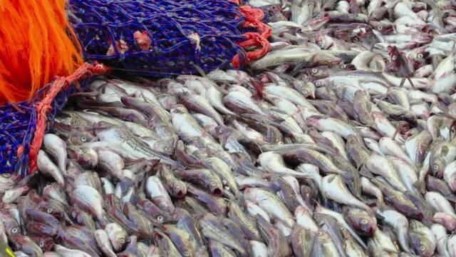 Processing of freshly caught sea fish. Close-up. The caught pollock rolls down from the deck into the hold. Big catch.