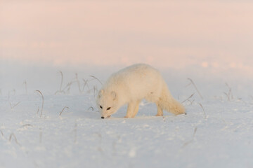 Arctic fox (Vulpes Lagopus) in wilde tundra at sunset time. Golden hour.