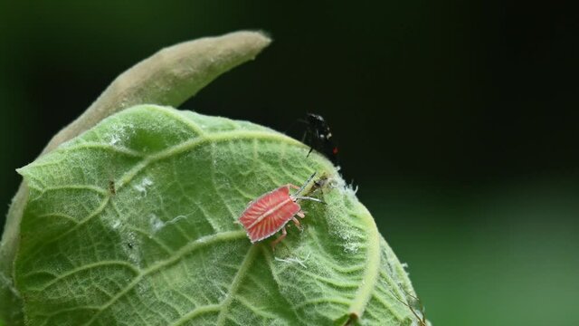 Seen moving on leaf turning to the right, Lychee Stink Bug, Tessaratoma papillosa, Kaeng Krachan National Park, Thailand.