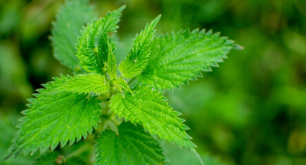 Urtica dioica,stinging nettle