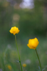 Yellow flower