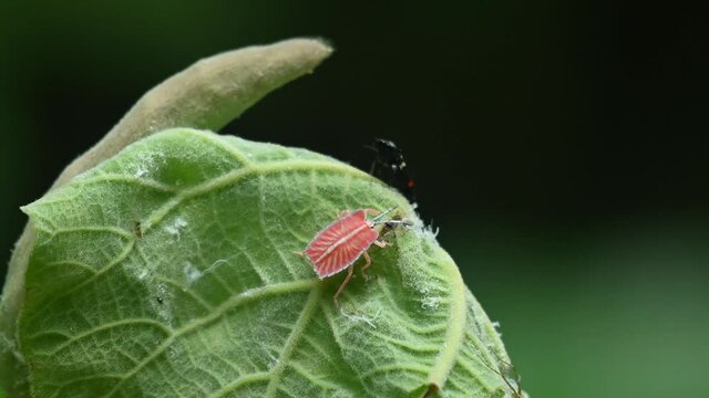 Moving up and turn to go down a bit towards the right, Lychee Stink Bug, Tessaratoma papillosa, Kaeng Krachan National Park, Thailand.