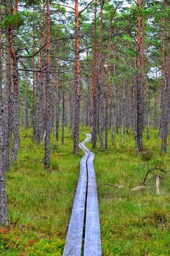 Small wooden path between pines through a marsh in the swedish national park called Store Mosse