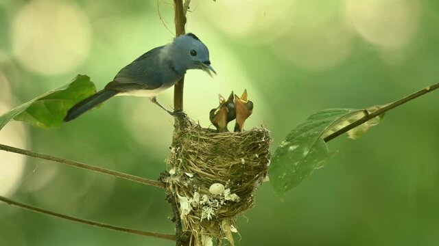 Arrives with an insects, perches, then delivers the food,  Black-naped Monarch, Hypothymis azurea, Kaeng Krachan National Park, Thailand.