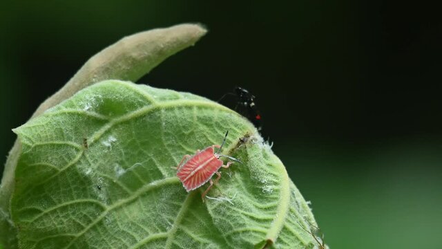A bug on the top is seen moving with this colorful one, Lychee Stink Bug, Tessaratoma papillosa, Kaeng Krachan National Park, Thailand.