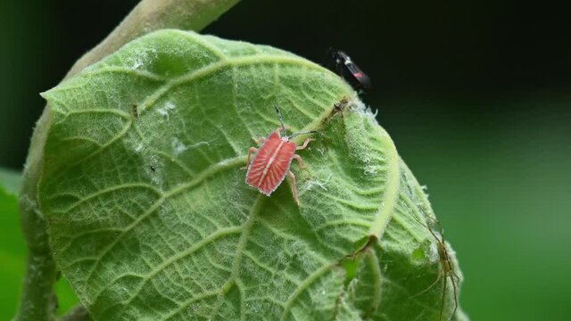 Seen together with two other insects, spider and then a beetle, Lychee Stink Bug, Tessaratoma papillosa, Kaeng Krachan National Park, Thailand.