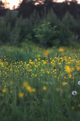 Evening meadow