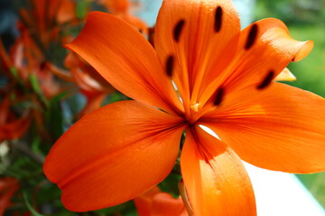 Orangene Lilie, Blumen © Violetta