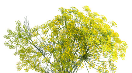 Yellow dill with green leaves.