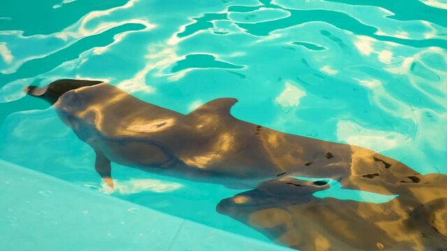 Dolphins swim in the pool beautiful water swim mammal aquatic play wave. Ater joy aptivity, exercise smile