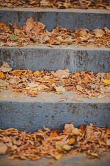 Stone stairs, on the wet steps of which lie yellow fallen leaves. In the background autumn