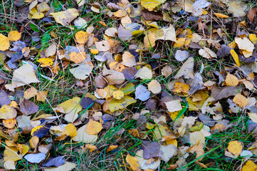 autumn foliage and grass