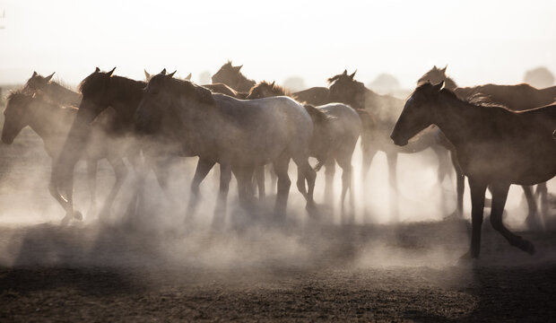 horses in the dust
