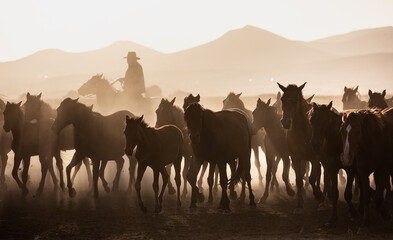 herd of horses at sunset