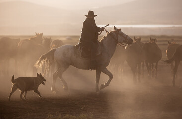 herd of horses with cowboy on the horse