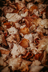 texture of dry yellow and orange lime leaves in a heap