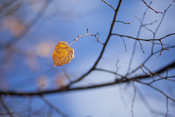one heart-shaped dry yellow leaf on linden branches