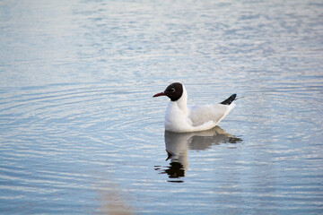 Black headed gull on water