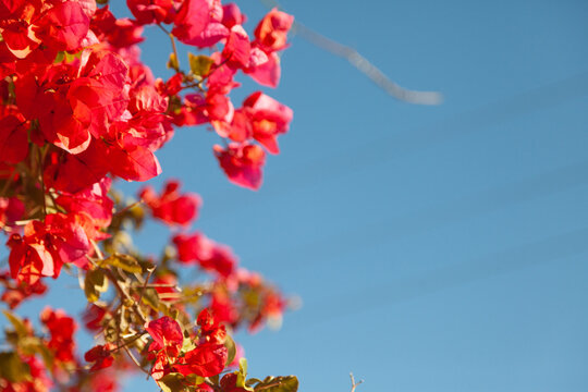 Closeup of great bougainvillea flowers in the blue sky background
