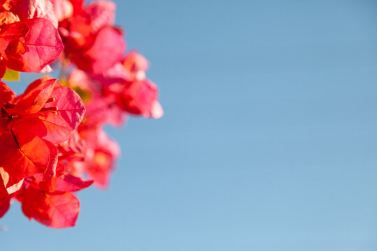 Selective focus shot of great bougainvillea flowers in the blue sky background