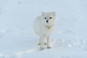 Obraz premium Wild arctic fox with plastic on his neck in winter tundra. Ecology problem. Plastic pollution.