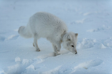 Obraz na płótnie Canvas Wild arctic fox with plastic on his neck in winter tundra. Ecology problem. Plastic pollution.