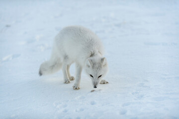 Obraz na płótnie Canvas Wild arctic fox with plastic on his neck in winter tundra. Ecology problem. Plastic pollution.