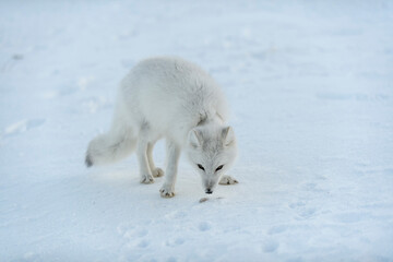 Wild arctic fox with plastic on his neck in winter tundra. Ecology problem. Plastic pollution.