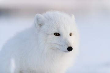 Wild arctic fox (Vulpes Lagopus) head. Arctic fox close up.
