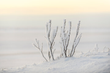 Arctic landscape in winter time. Grass with ice and snow in tundra. Sunset.