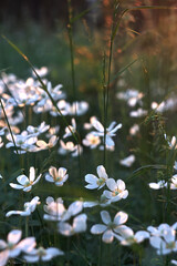 White flowers in the forest