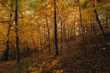 A forest during fall