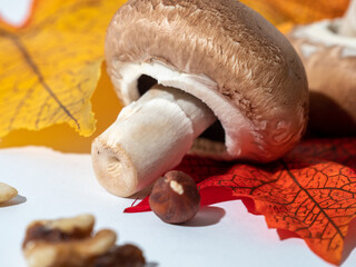 Champignon mushrooms and autumn leaves on a white background. Autumn concept.