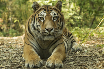 Asian tiger sitting on a carpet of leaves in the forest
