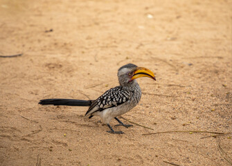 Yellow billed hornbill in the wild