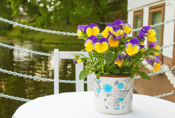 Pansies in a white blue vase on the terrace