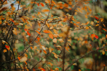 bright autumn red leaves on thin trees in the forest