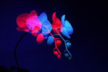 Orchid flower in double exposure of blue and red on dark blue background. The concept of self-identification