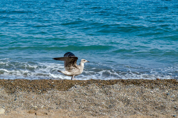 a seagull on the seashore