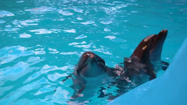 Dolphins swim in the pool beautiful pool blue mammal aquatic fin wild happy, Sea playful aptivity, animals