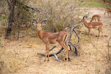 Impala antelope in Kruger National park