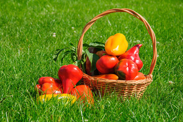 A wicker basket stands on the green grass full of big ripe multicolored sweet peppers