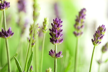 lavender flowers on the meadow