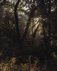 sun rays in the forest
